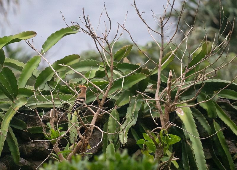 hrfgel - Hoopoe.jpg