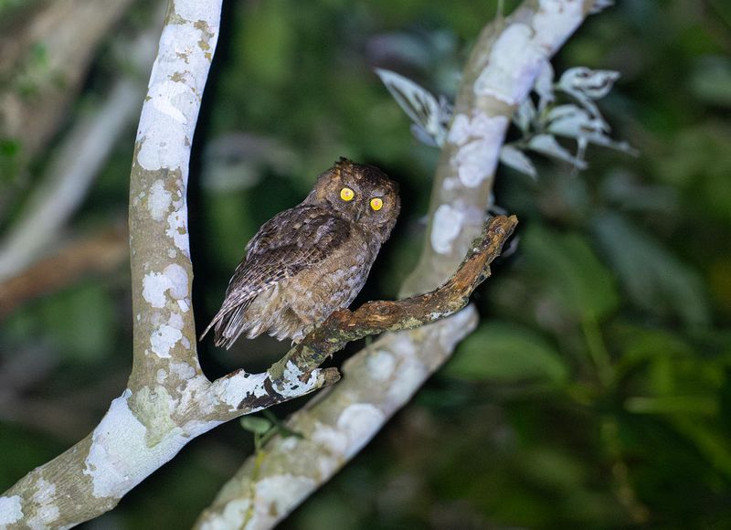 Ryukyudvrguv - Ryukyu Scops Owl.jpg