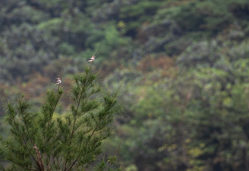 Mandarinstare - White-shouldered starling.jpg