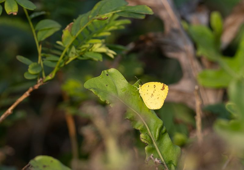 One-spot grass yellow - urema andersonii - godana.jpg