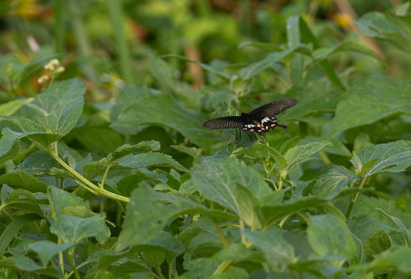 Red Helen Swallowtail - Papilio helenus fortunius.jpg