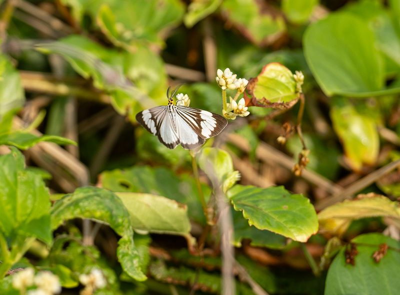 Marbled White Moth - Nyctemera adversata) .jpg