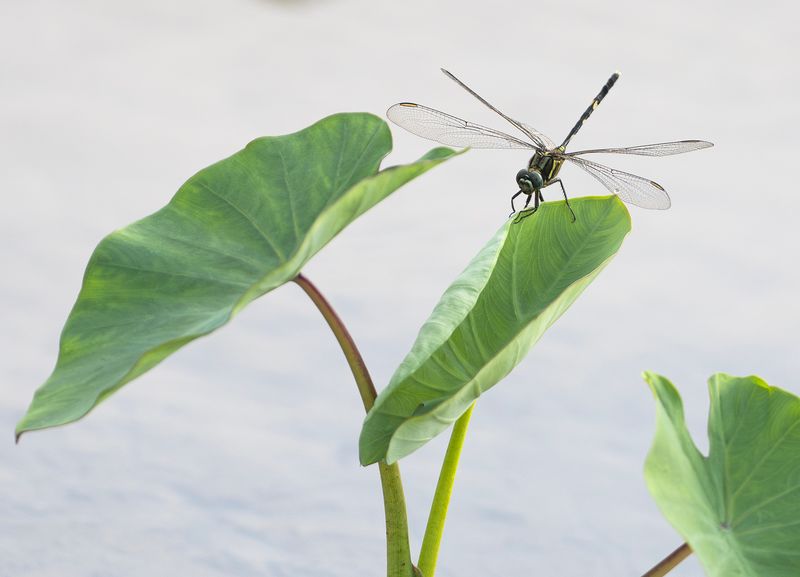 Slender Skimmer - Orthetrum sabina -  Orchid island 