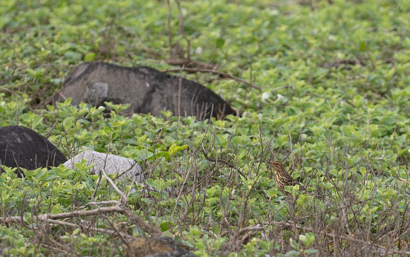 Rdstrupig piplrka - Red-throated pipit .jpg