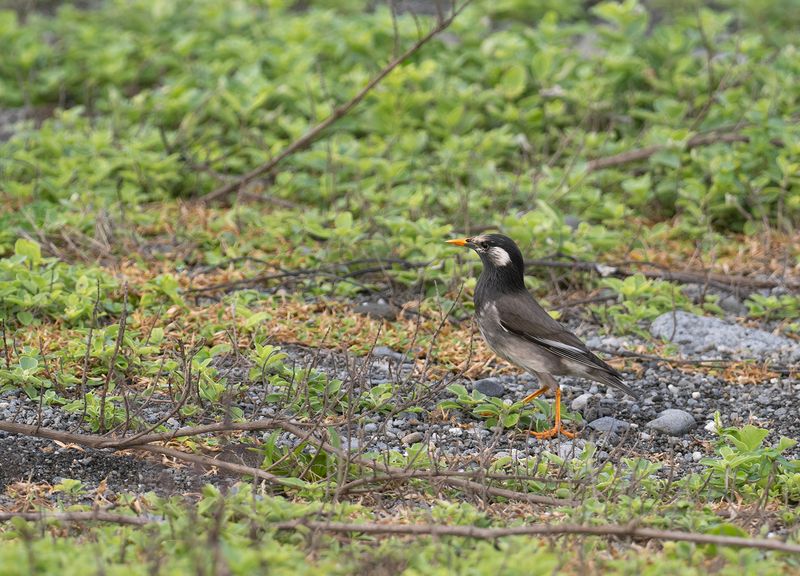 Grstare - White-cheeked starling.jpg