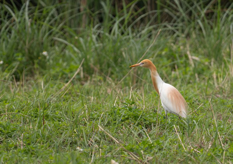 Orientkohger : Eastern Cattle Egret.jpg