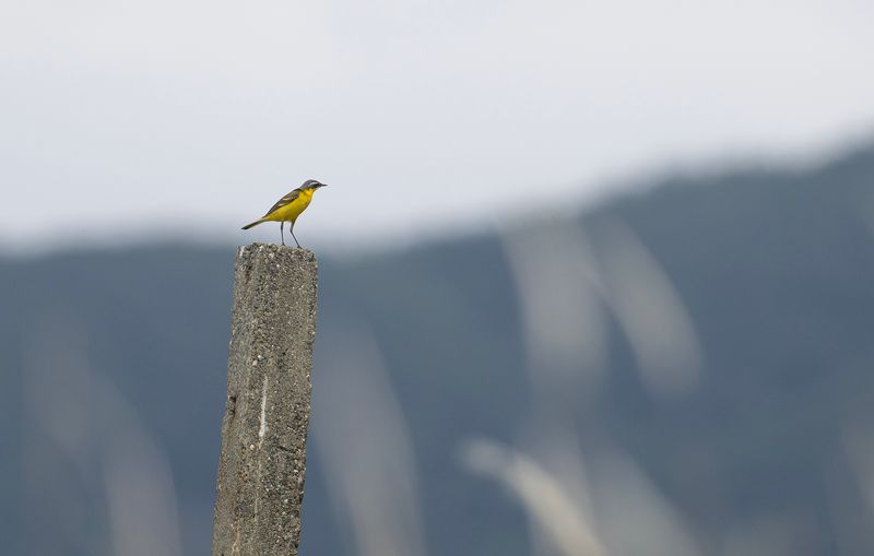 stlig gulrla -Eastern Yellow Wagtail - Motacilla tschutschensis.jpg