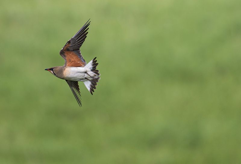 Orientvadarsvala : Oriental Pratincole .jpg