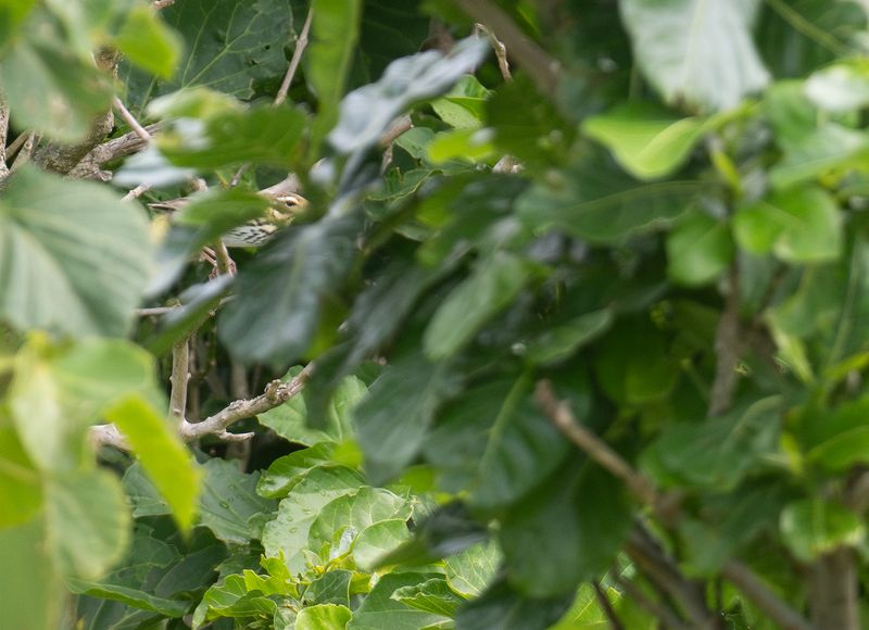 Sibirisk piplrka : Olive-backed Pipit .jpg