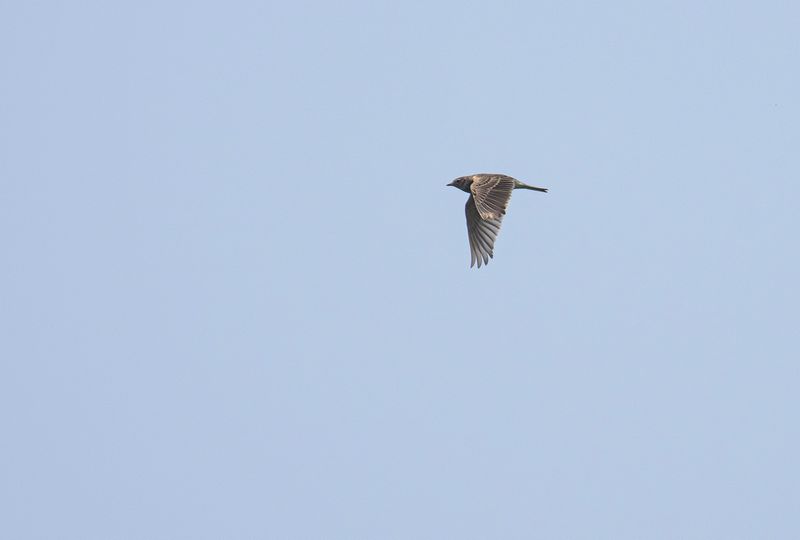 Snglrka - Eurasian skylark.jpg