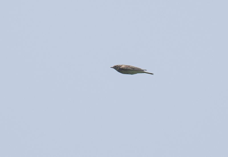Snglrka 2 - Eurasian skylark.jpg