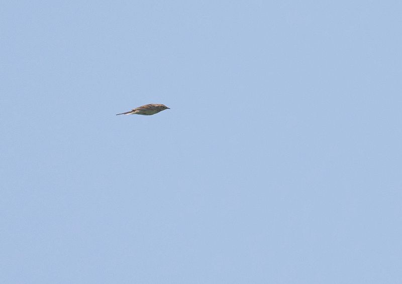 Strre piplrka - Richards Pipit.jpg
