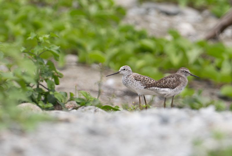 Dammsnppa - Marsh Sandpiper.jpg