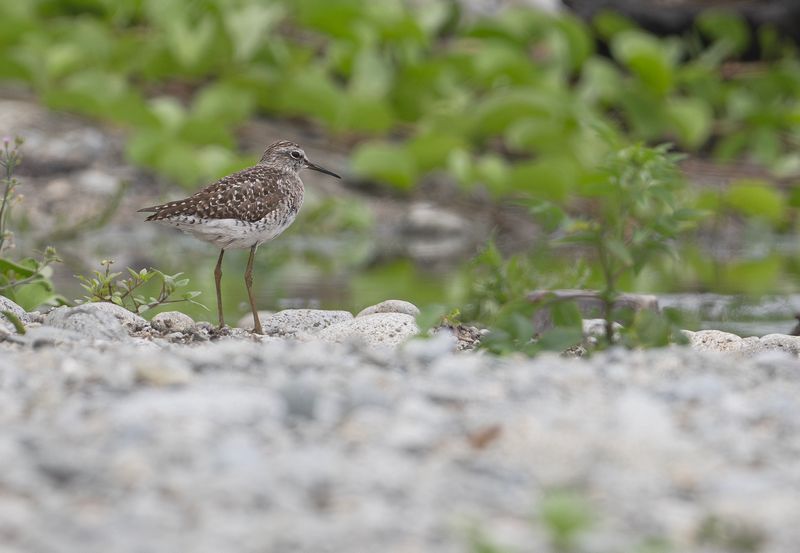 Grnbena - Wood Sandpiper.jpg