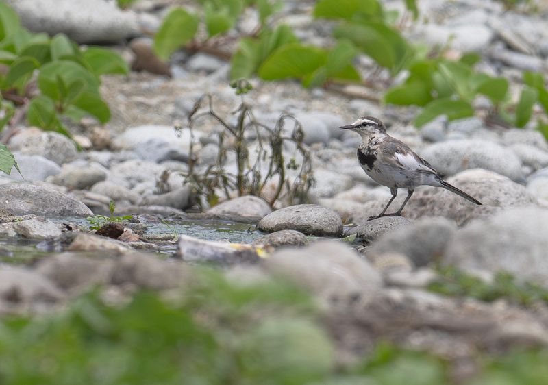 Sibirisk Sdesrla : White Wagtail ssp. ocularis.jpg