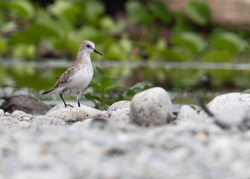 Rdhalsad snppa : Red-necked Stint .jpg