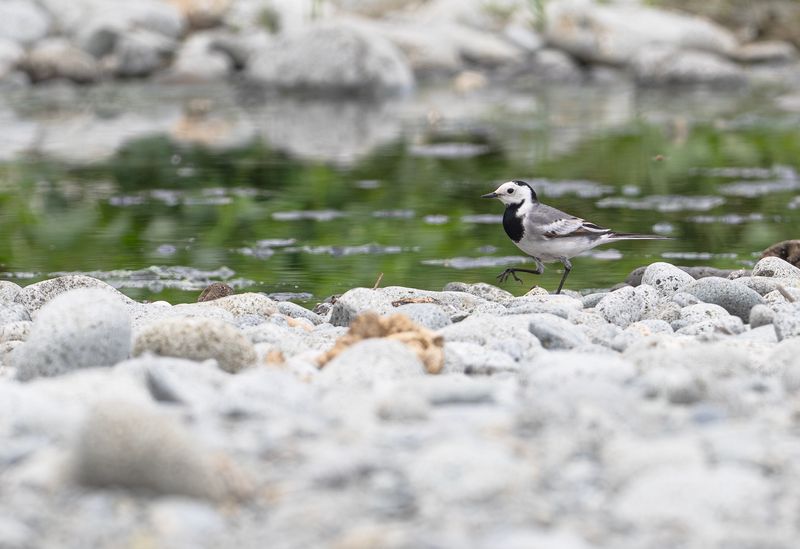 sdesrla - White Wagtail - baicalensis .jpg