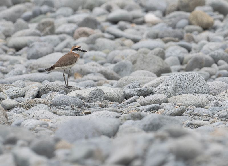kenpipare : Greater Sand Plover .jpg