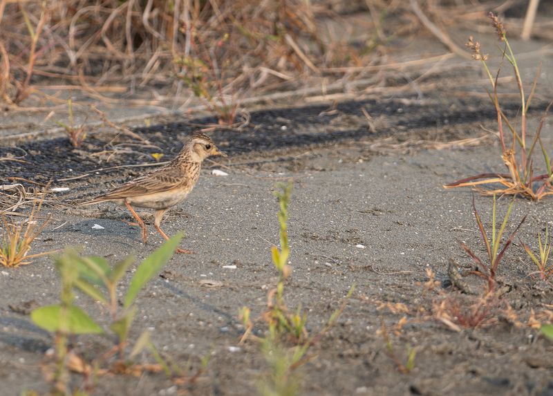 Mindre snglrka - Oriental Skylark.jpg