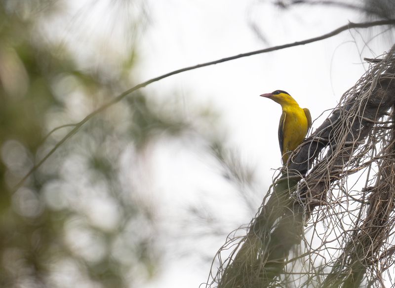 Svartnackad gylling - black naped oriole.jpg