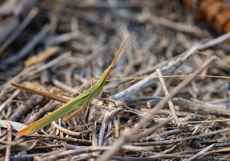 Oriental Longheaded Locust - Acrida cinerea.jpg