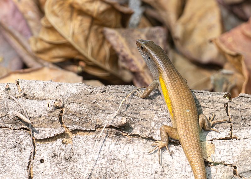 Common Sun Skink - Eutropis multifasciata.jpg