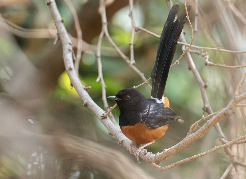 Vitgumpad shama - White-rumped shama.jpg