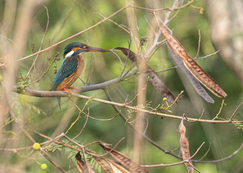 Kungsfiskare - Kingfisher.jpg