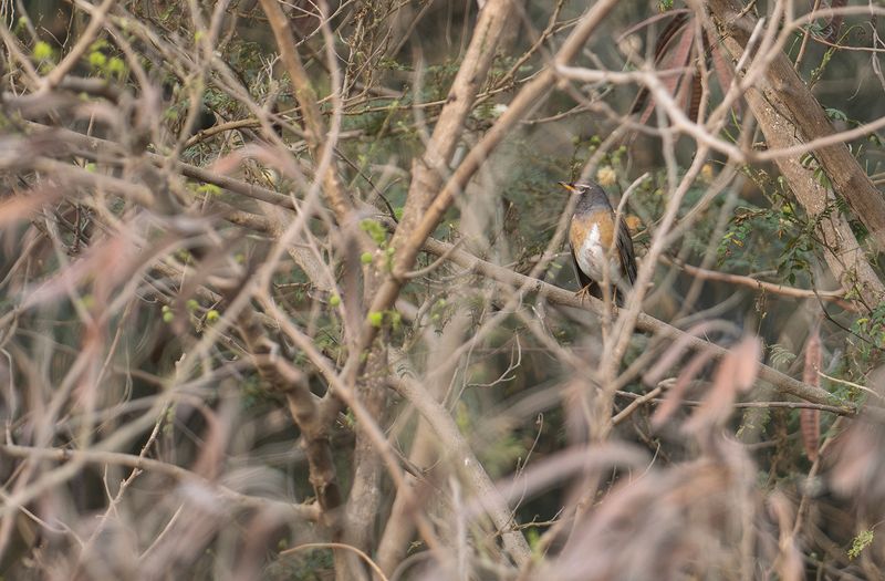 Grhalsad trast - Eyebrowed thrush.jpg