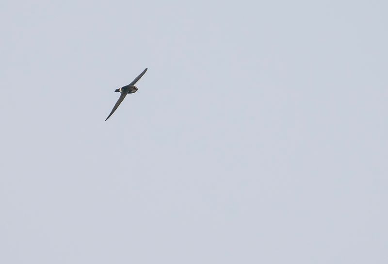 Husseglare  2- House Swift.jpg