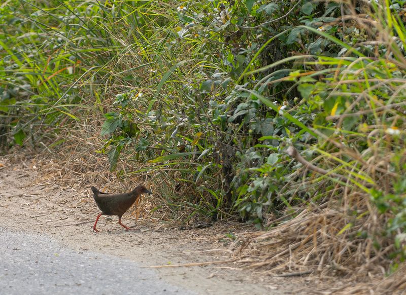 Rdbrun sumphna - Ruddy-breasted crake.jpg