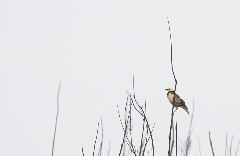 Svarthalsad stare - Black-collared starling.jpg