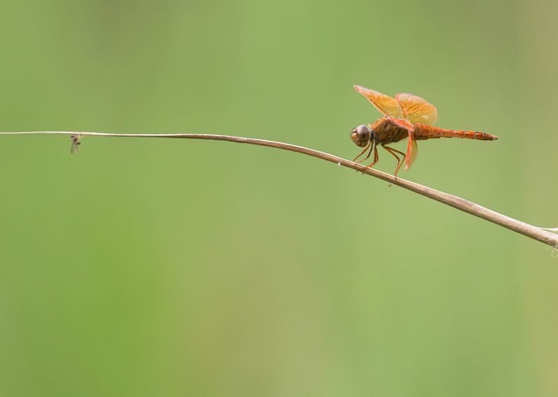 Ditch Jewel - Brachythemis contaminata