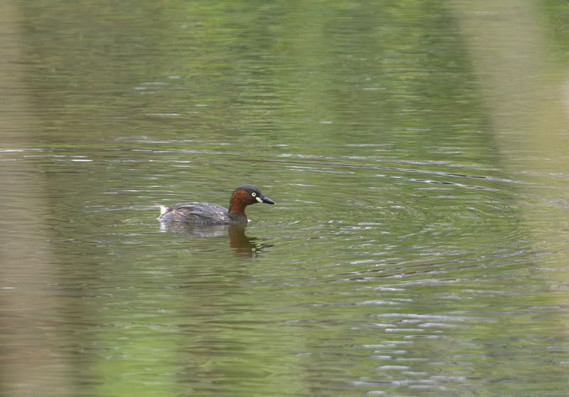 Smdopping - Little Grebe - Tachybaptus ruficollis poggei.jpg