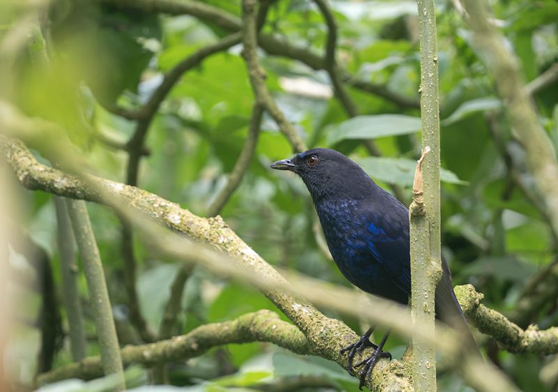 Taiwanvisseltrast - Taiwan whistling thrush.jpg