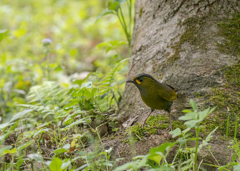 Taiwanprakttimalia - Taiwan liocichla.jpg