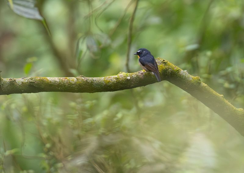 vitbrynad flugsnappare - Snowy-browed Flycatcher.jpg