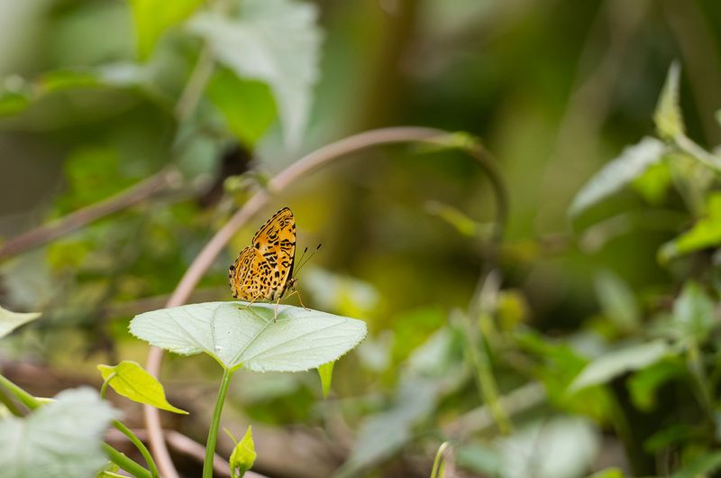 Common Jester - Symbrenthia lilaea formosanus.jpg