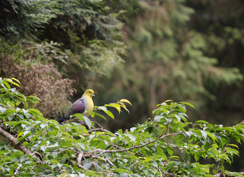 Vitbukig grnduva - White-bellied green pigeon.jpg