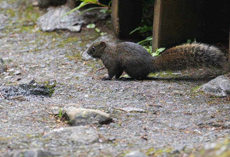 Rdmagad Trdekorre - Red-bellied tree squirrel.jpg