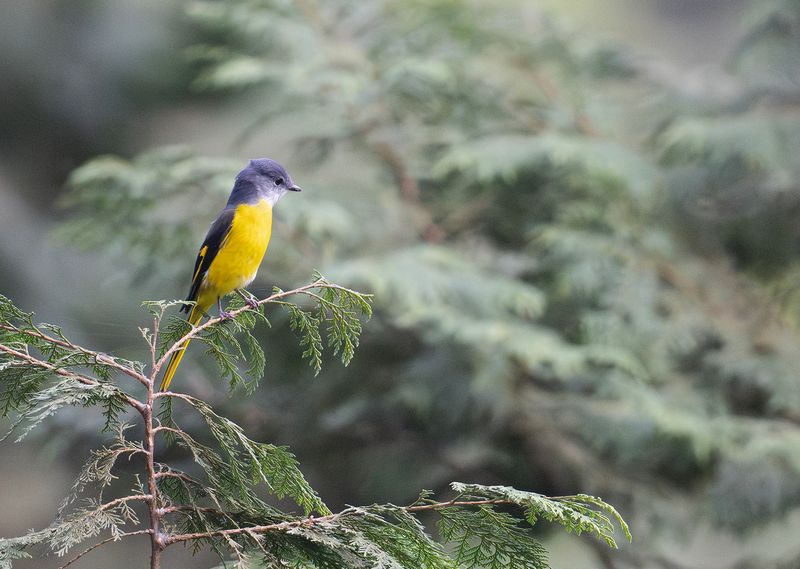 Grstrupig minivett - Grey-chinned Minivet - Pericrocotus solaris griseogularis.jpg