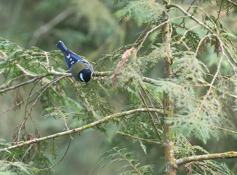 Orienttalgoxe -Green-backed Tit - Parus monticolus.jpg