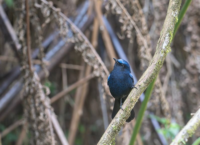 Vitstjrtad nktergal - White-tailed robin.jpg