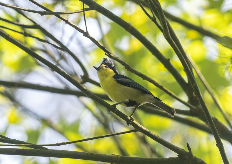 Gulmes - Taiwan Yellow tit.jpg