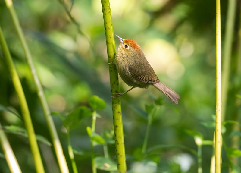 Rdhttad timalia - Rufous-capped babbler.jpg