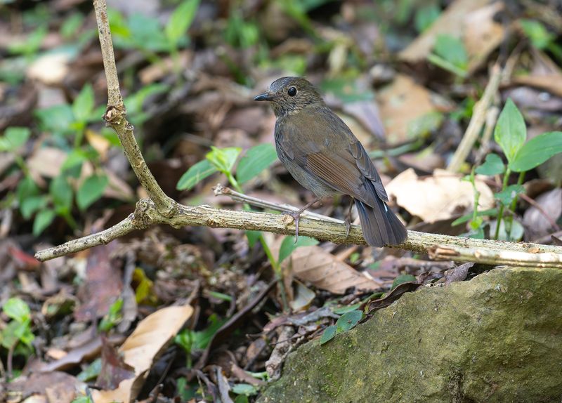 Vitstjrtad nktergal 2 - White-tailed robin.jpg