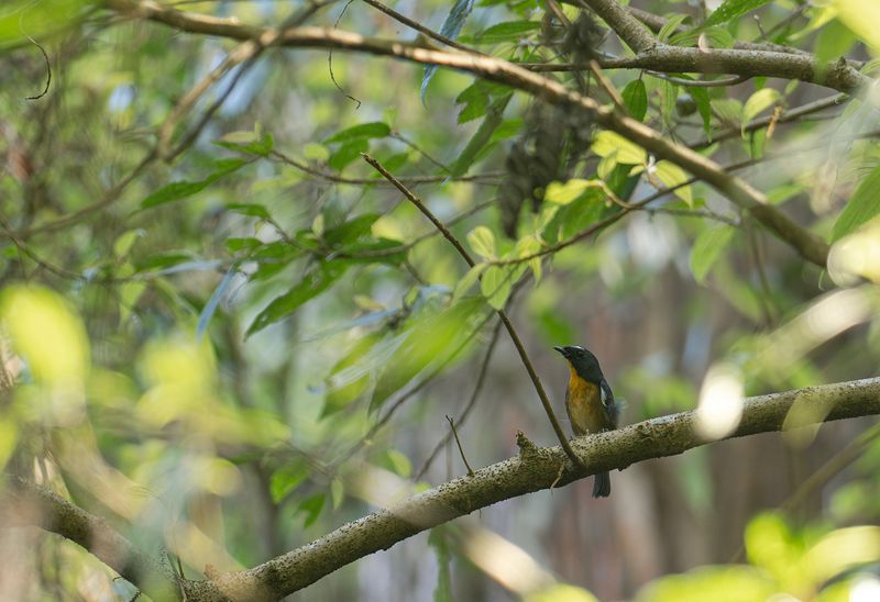 Vitbrynad flugsnappare - Snowy-browed flycatcher.jpg