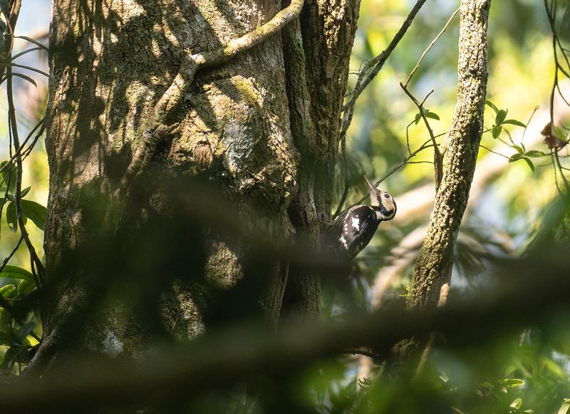 vitryggig hackspett - White-backed woodpecker - Dendrocopos leucotos insularis.jpg