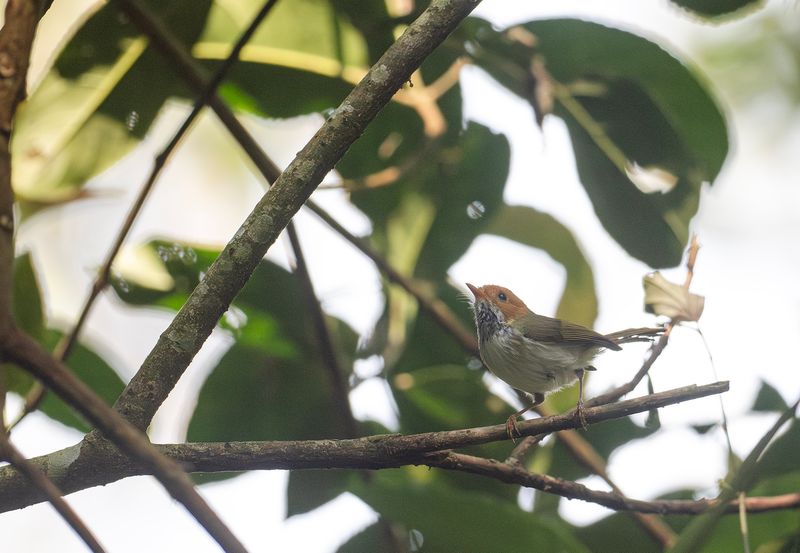 Rostkindad cettia - Rufous-faced warbler.jpg
