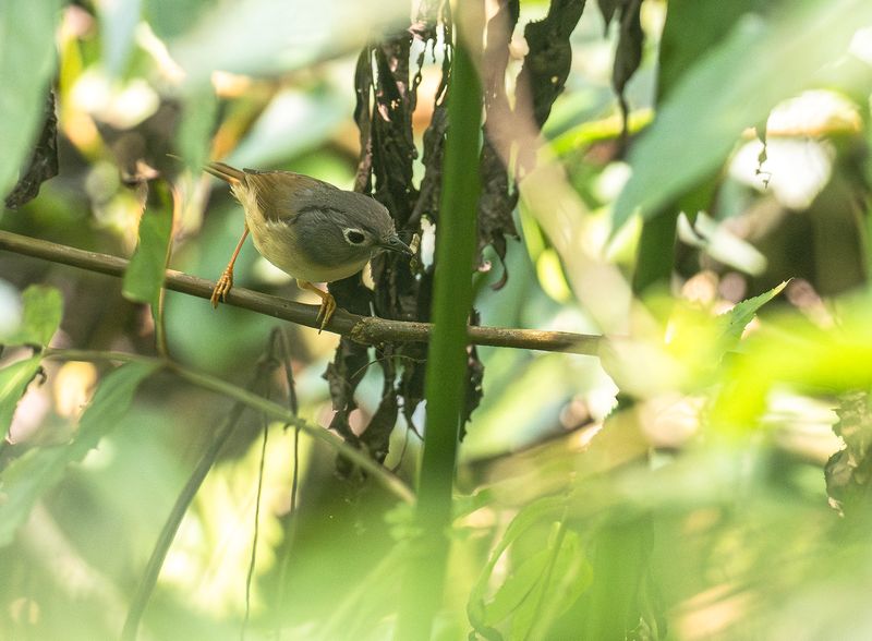 Grkindad fulvetta -Grey-cheeked fulvetta.jpg